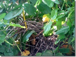 IMG_0007 IMG_0007