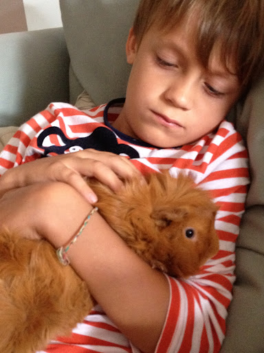 Joey (age 6) with rescued guinea pig Sparky on the night of Sparky's rescue when Joey first put him to bed. Joey was shhhing and rocking him to sleep. The moment they met  - Sparky ran to Joey and cuddled into the leg of his shorts.
