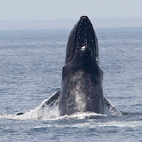Humpback whale