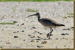 n Whimbrel D7K_3064 August 13, 2011 NIKON D7000