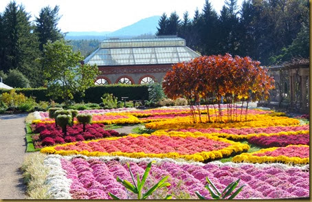 A beautiful display of mums in the gardens