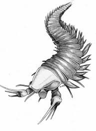 [Kooteninchela%2520deppi%255B3%255D.jpg]