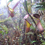 More rare pitcher plants on Trusmadi (Daniel Quinn, July 2011)