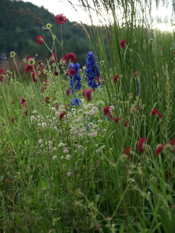 2012-07-13 Hagen på Møll (210)