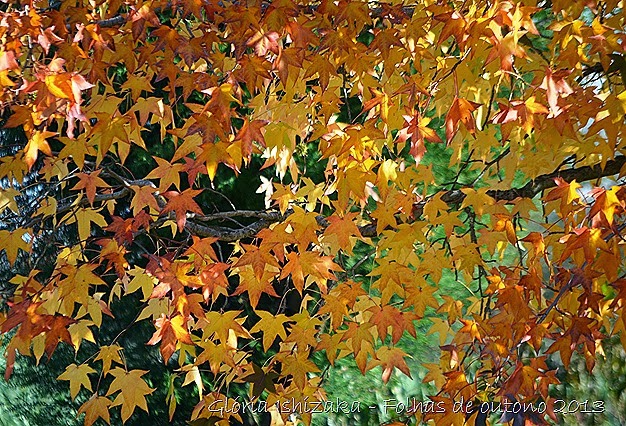 8  Glória Ishizaka - Folhas de Outono 2013