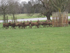 Deer startled near The Lake