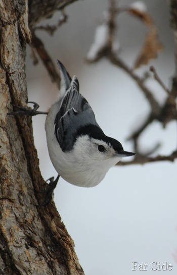 White Breasted Nuthatch