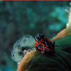 Nudibranch (White Sand Beach, Padangbai, Bali)