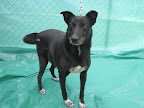 NEGRA. Hembra 6 años. Tímida, juguetona, cariñosa. Desconfía de extraños