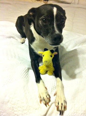 [Lexi%2520%2526%2520Giraffe%255B5%255D.jpg]