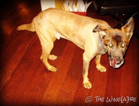[runaway_dog%255B8%255D.jpg]