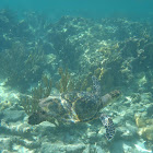 Hawksbill Turtle