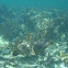 Hawksbill Turtle