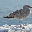 Alessio Frenda - Gull.jpg