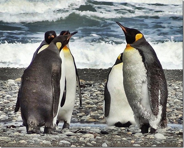 King_Penguins_DSC01039