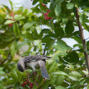 Brazilian Pepper and Northern Mockingbird