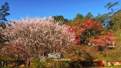 台中 武陵農場 粉紅佳人 櫻 春