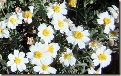 Blackfoot daisies 3-3-2012 10-17-51 AM 1489x926 3-3-2012 10-17-51 AM 1489x926 Blackfoot daisies 3-3-2012 10-17-51 AM 1489x926 3-3-2012 10-17-51 AM 1489x926