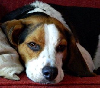 [ernie%255B4%255D.jpg]