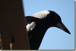 IMG_0518 IMG_0518