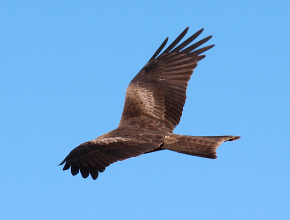 Spotting Image 1