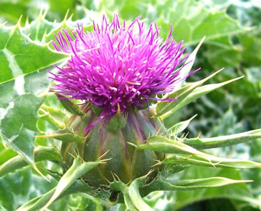 MilkThistle_flower