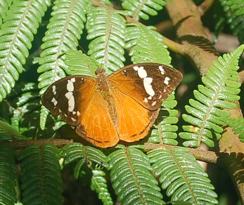 Aterica rabena BOISDUVAL, 1833, endémique. Parc national d'Andasibe-Mantadia, 900 m (Madagascar), 27 décembre 2013. Photo : T. Laugier