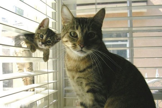 [animalsminime152.jpg]