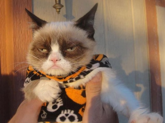 [funny-animals-cute-29%255B2%255D.jpg]