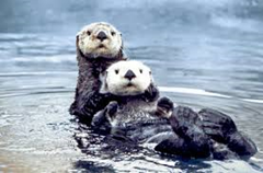 Sea Otters Sea Otters
