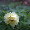 IMG_0139.jpg