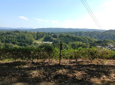 空が近い風景の茶畑。奈良月ヶ瀬健康茶園。