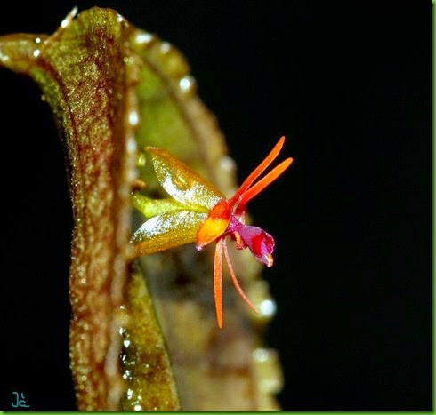 OR Lepanthes_tentaculata