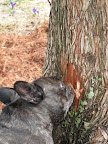On second thought, I'm no beaver and this bark tastes bitter.