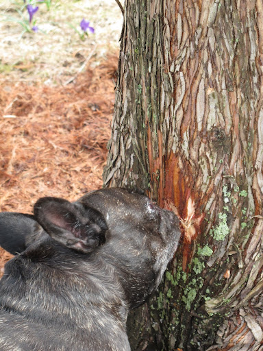 On second thought, I'm no beaver and this bark tastes bitter.