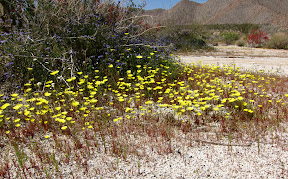 The color is amazing right now in the Anza Borrego Desert. Find a trail, park your car and breathe in the fragrance.