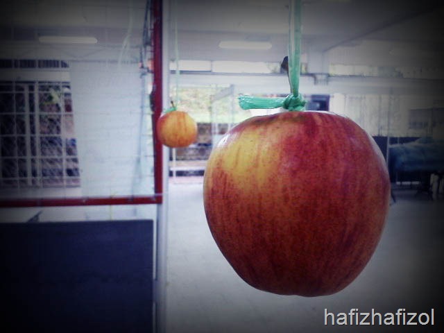 [buah-epal-tergantung10.jpg]