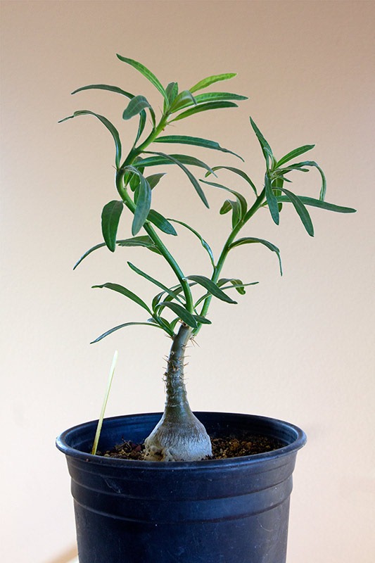 [111219_Pachypodium-succulentum26.jpg]