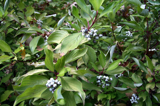 Red+osier+dogwood+berries