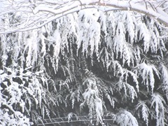 snowstorm 1.20.2012 trees in backyard snowstorm 1.20.2012 trees in backyard