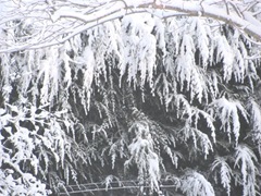 snowstorm 1.20.2012 trees in backyard