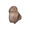 talus_right_female.jpg