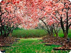 primavera2 primavera2