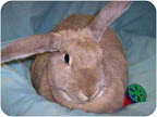 Rabbits are often use in cosmetic and toxicity testing. Daphne Dulappe is wanting a loving home. She is in Holbrook N.Y. Rabbits are often use in cosmetic and toxicity testing. Daphne Dulappe is wanting a loving home. She is in Holbrook N.Y.