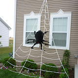 Spider Infestation - P1010899.JPG