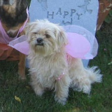 Cricket was far from amused with the fairy feathers....
Cricket was far from amused with the fairy feathers....