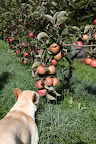 See what I mean?  These winesap apples are just gorgeous!