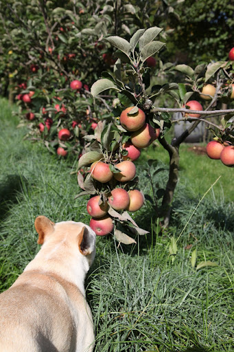 See what I mean?  These winesap apples are just gorgeous!