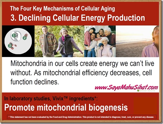The 4 Mechanisms of Cellular Aging_Declining Cellular Energy Production_Vivix