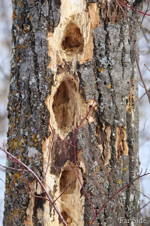 Woodpecker holes